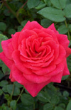 Click here to view product
