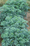 Click here to view product