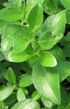 Click here to view product