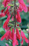 Click here to view product