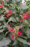 Click here to view product