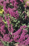 Click here to view product