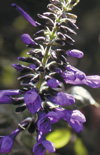 Click here to view product