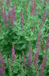 Click here to view product