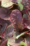 Click here to view product