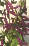 Click here to view product