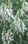 Click here to view product