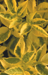 Click here to view product