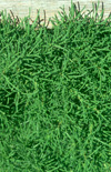 Click here to view product