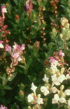 Click here to view product