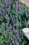 Click here to view product