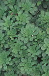 Click here to view product