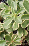 Click here to view product