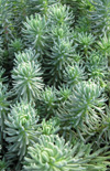 Click here to view product