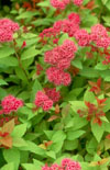 Click here to view product