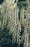Click here to view product