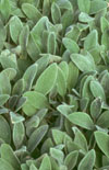 Click here to view product