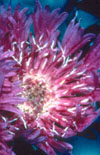 Click here to view product