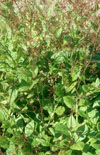 Click here to view product