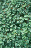 Click here to view product