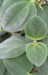 Click here to view product