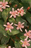 Click here to view product
