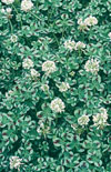 Click here to view product