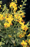 Click here to view product
