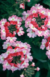 Click here to view product