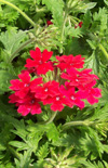 Click here to view product