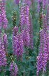 Click here to view product