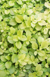 Click here to view product