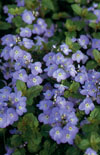 Click here to view product
