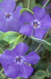 Click here to view product