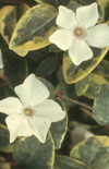 Click here to view product