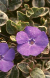 Click here to view product