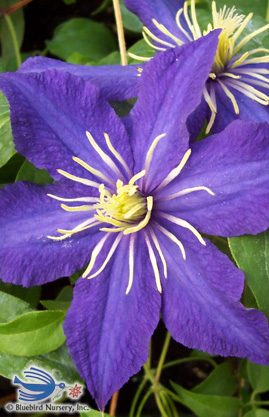 Early Petsdelite ® Garden Wonder Clematis Mix A Delightful Surprise of Large-Flowered Vine Now Shipping 6 Bare Root 