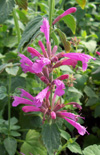 Click here to view product