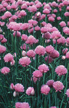 Click here to view product