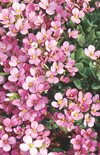 Click here to view product