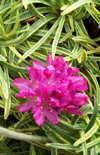 Click here to view product