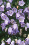 Click here to view product
