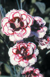 Click here to view product