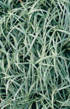 Click here to view product