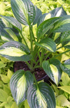 Click here to view product
