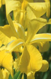 Click here to view product