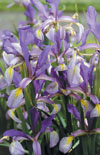 Click here to view product
