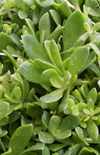 Click here to view product