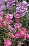 Click here to view product
