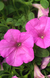 Click here to view product